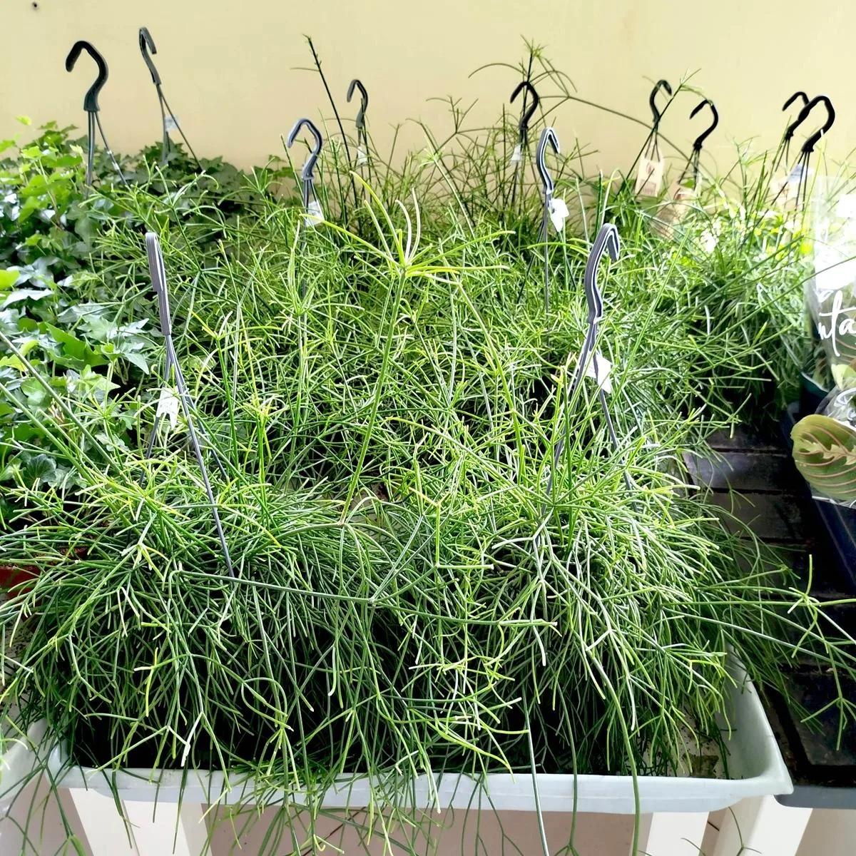 RHIPSALIS PATYCZAK