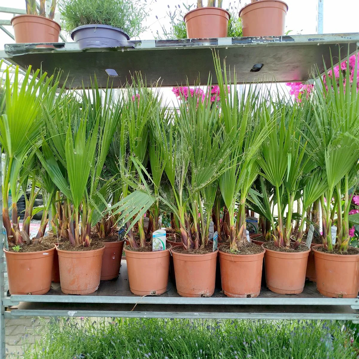 Palma WASZINGTONIA