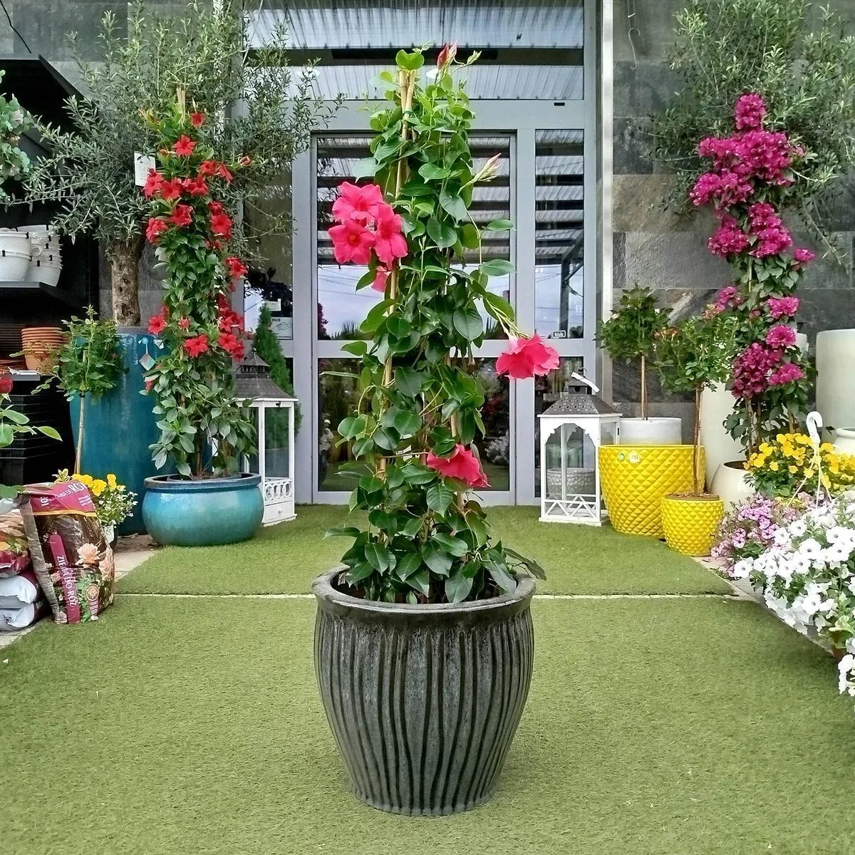 sandewilla