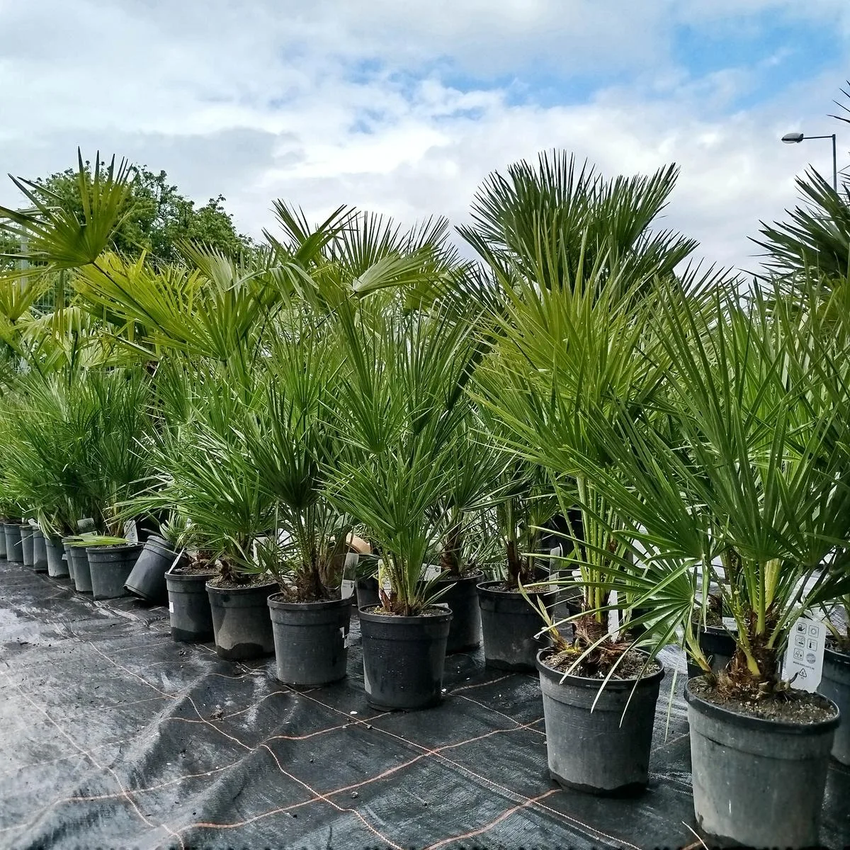 Chamaerops humilis