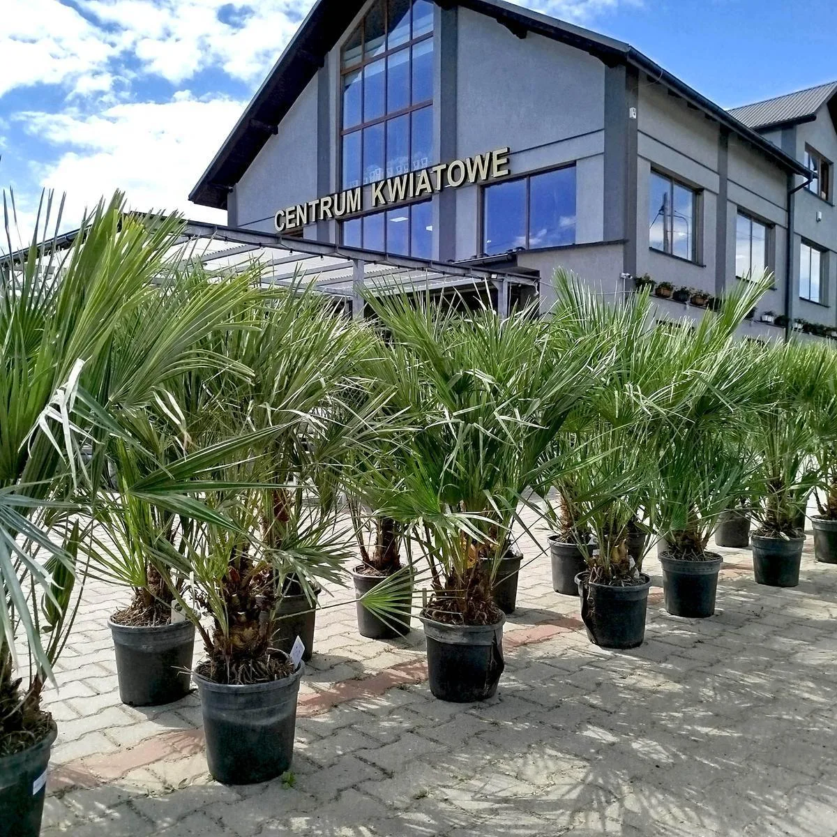Chamaerops humilis