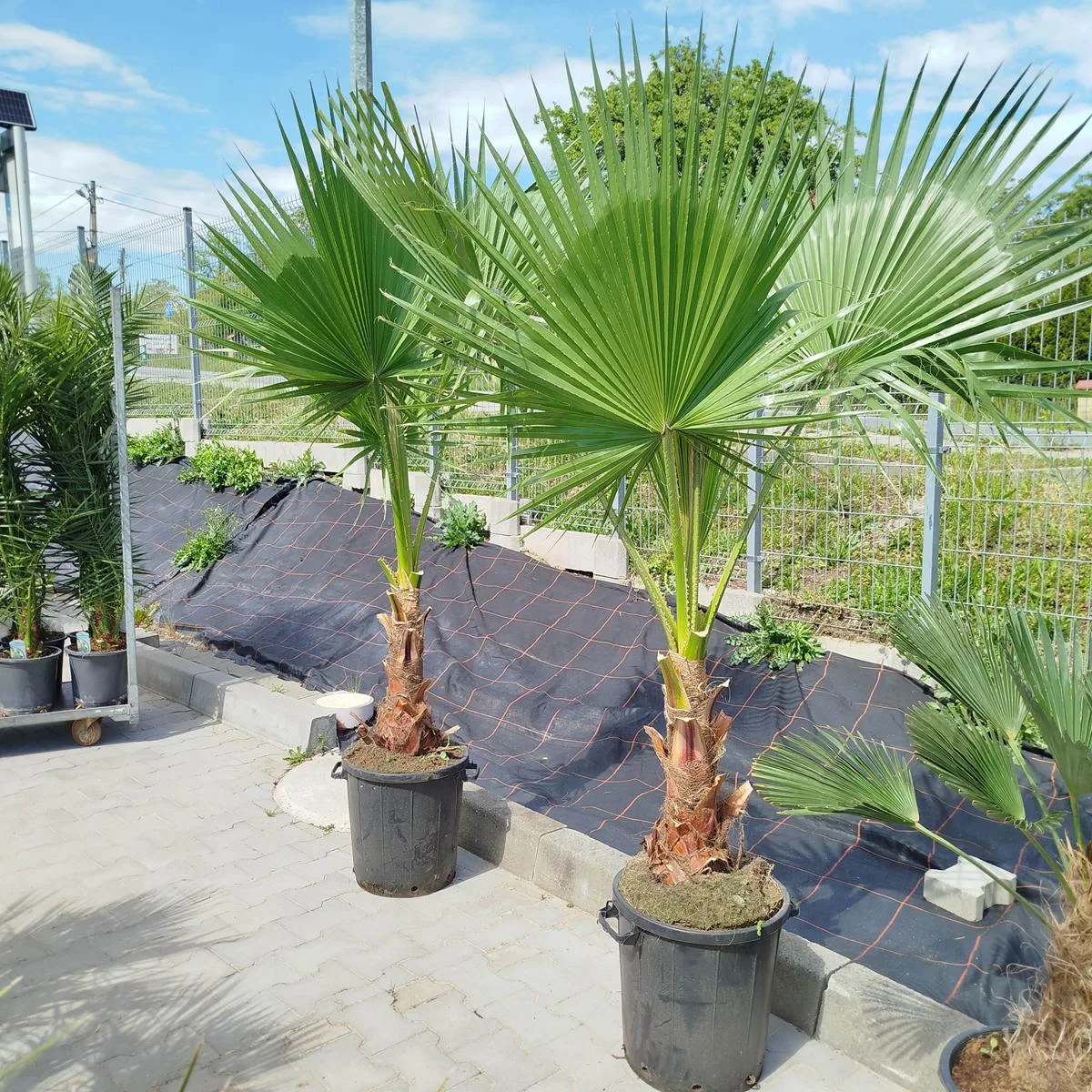 Palma WASZINGTONIA