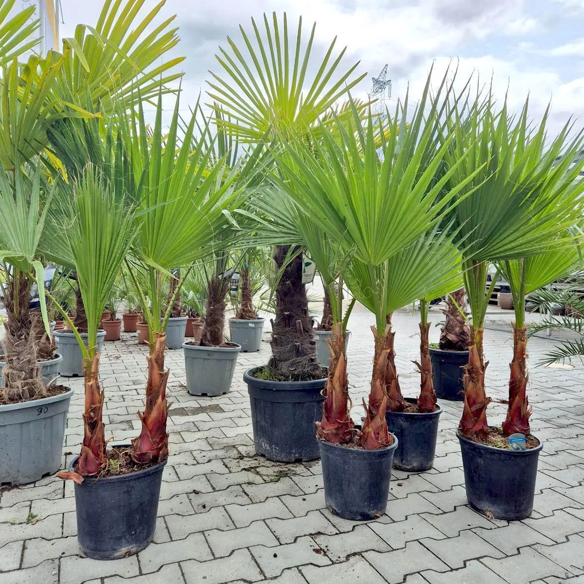 Palma WASZINGTONIA