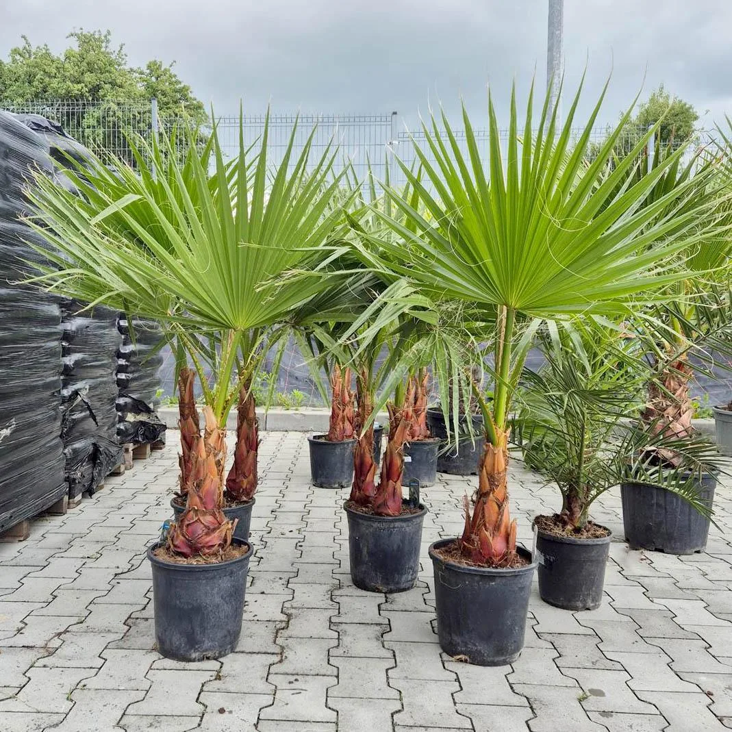 Palma WASZINGTONIA