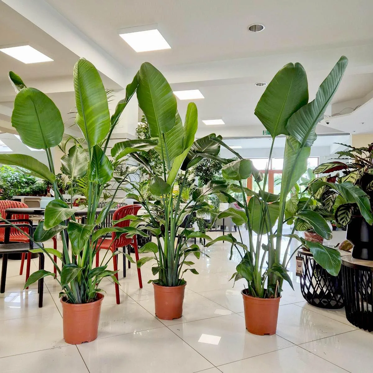 strelitzia