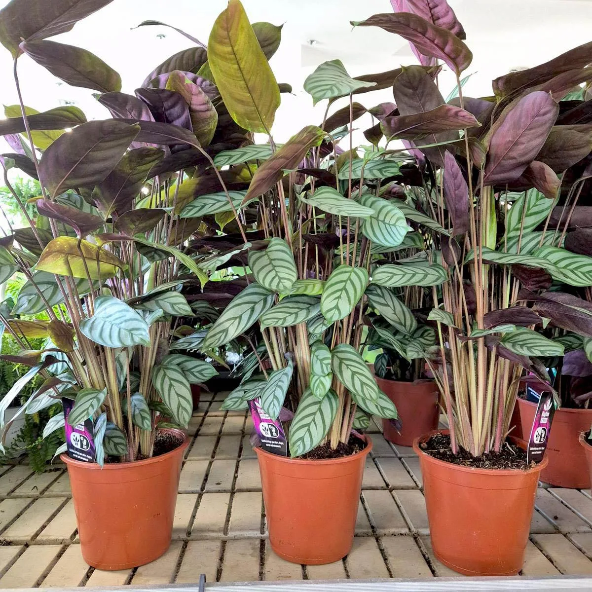 ctenanthe
