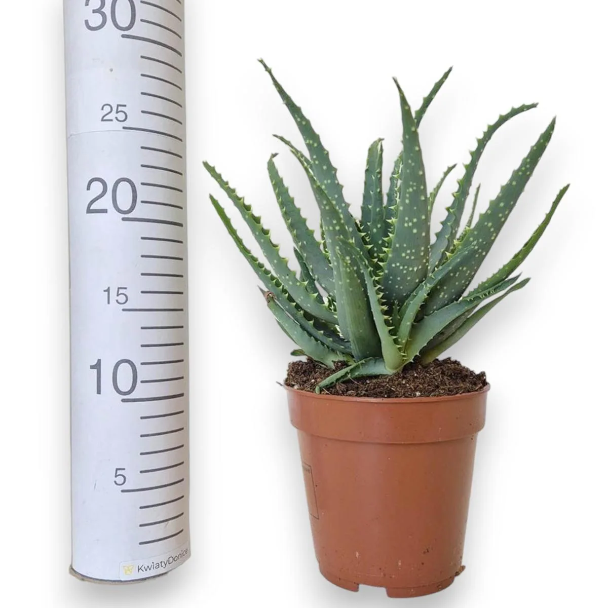 aloes