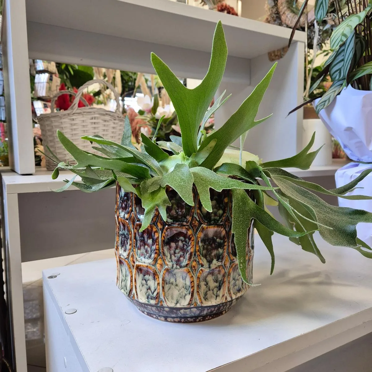 roślina do łazienki