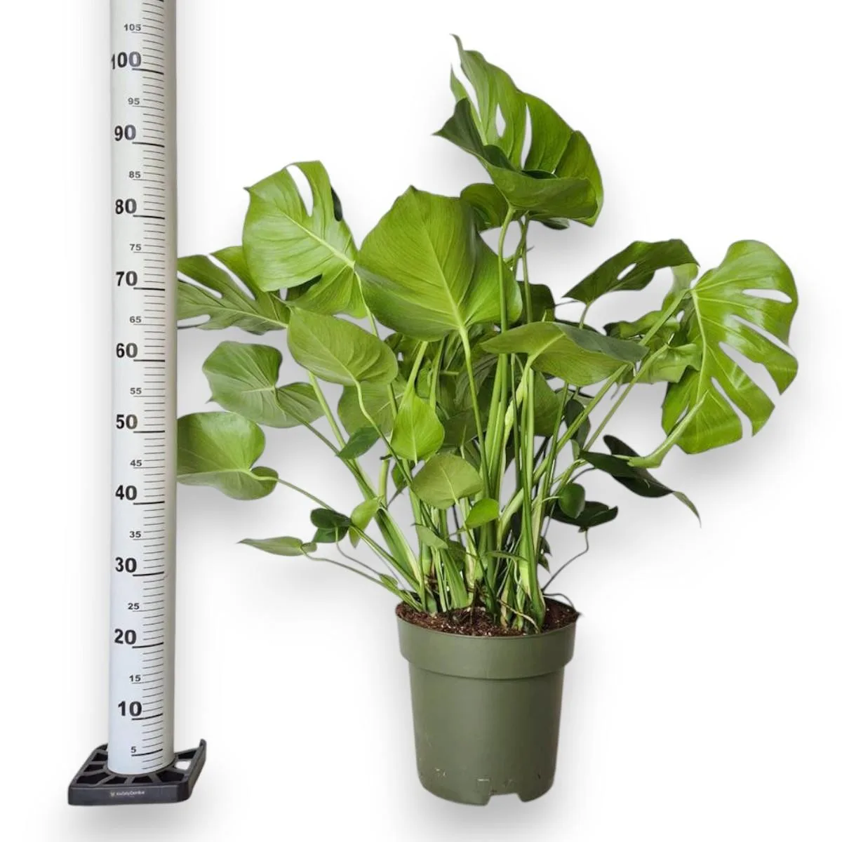 filodendron