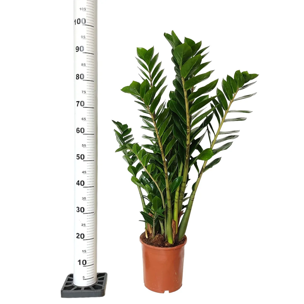 zamia