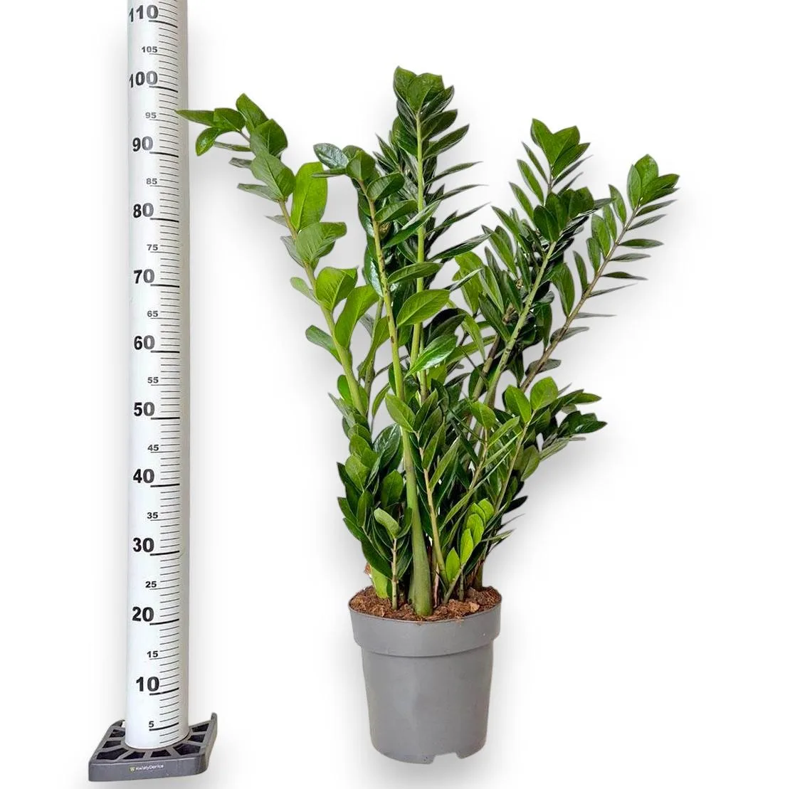 zamia