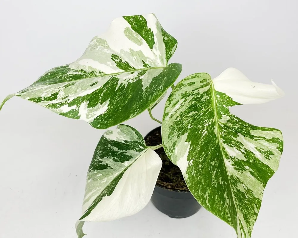 Monstera Variegata – kolekcjonerski must have
