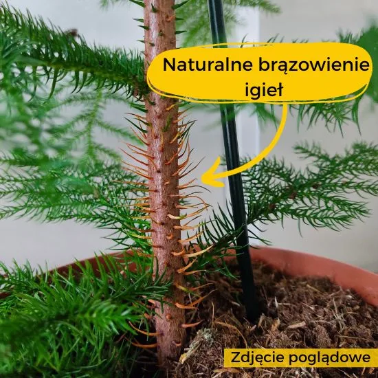 kropki na łodygach