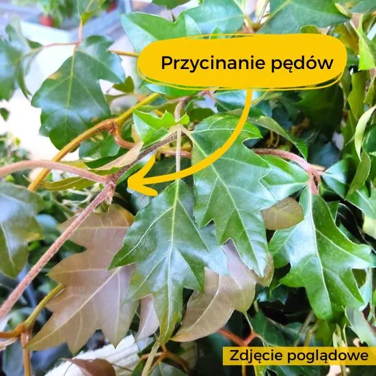 przycinanie