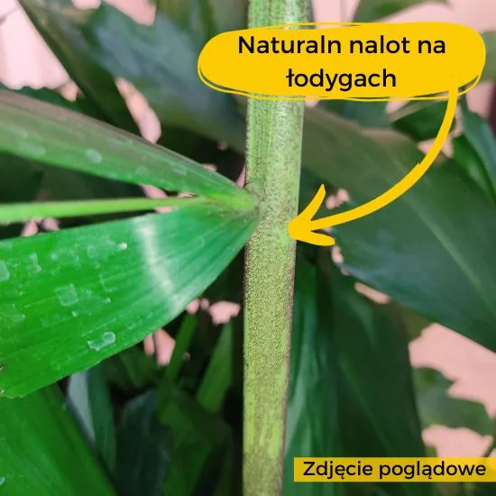 kropki na łodygach