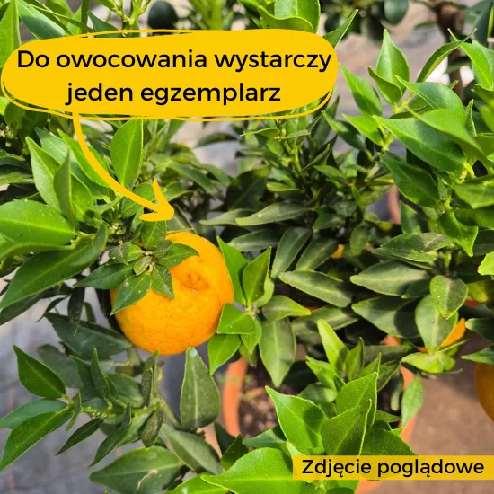CYTRYNA OWOCUJE ZIMĄ