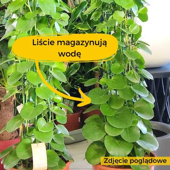 słabe wybarwienie liści