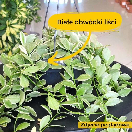 dischidia