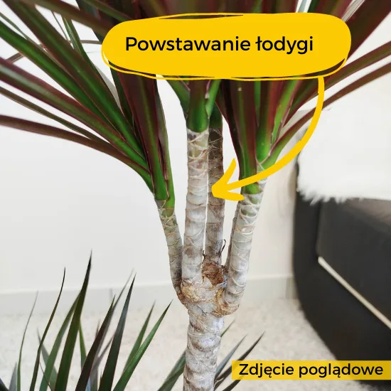 dracena jak rośnie