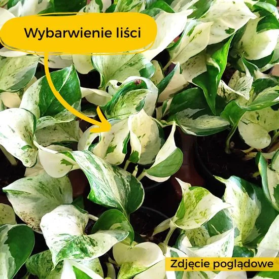 Epipremnum słabe wybarwienie liści