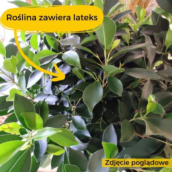fikus zawiera lateks