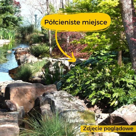 Fatsja w ogrodzie