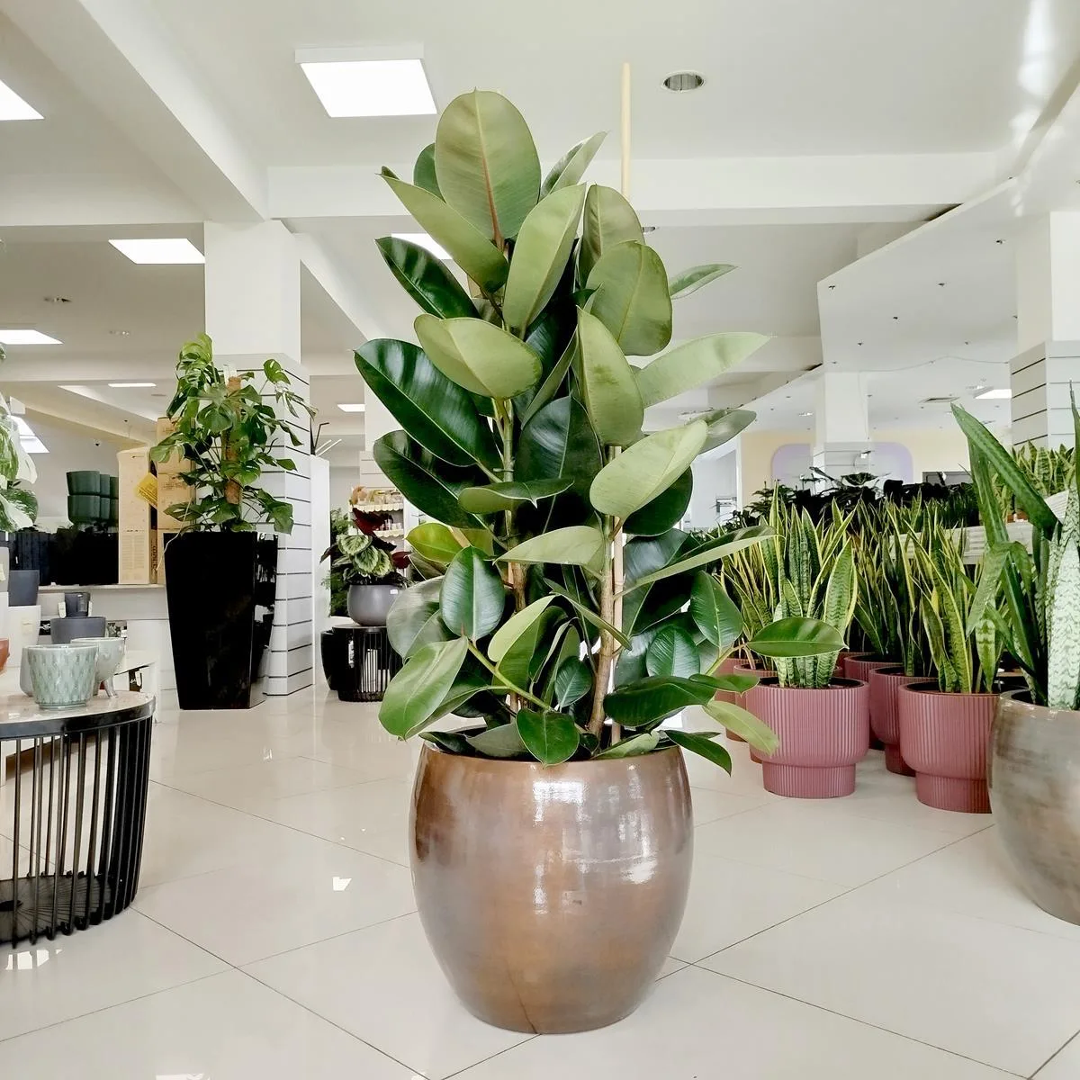 roślina DO SALONU