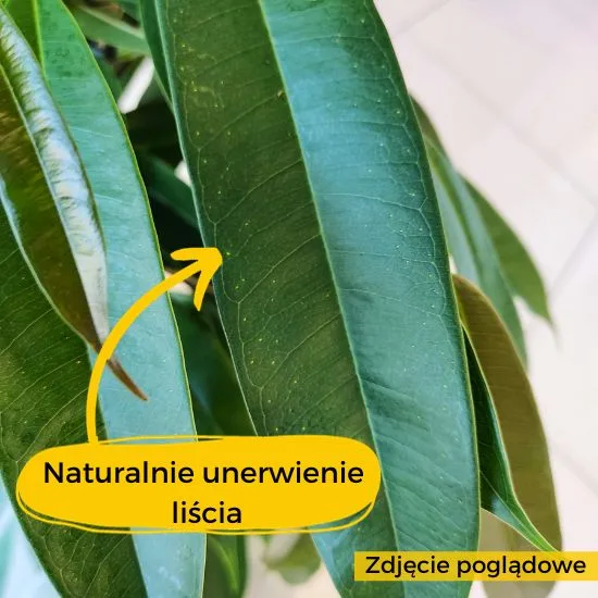 dracena jak rośnie