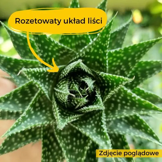 hawortia