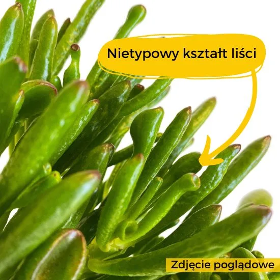 grubosz