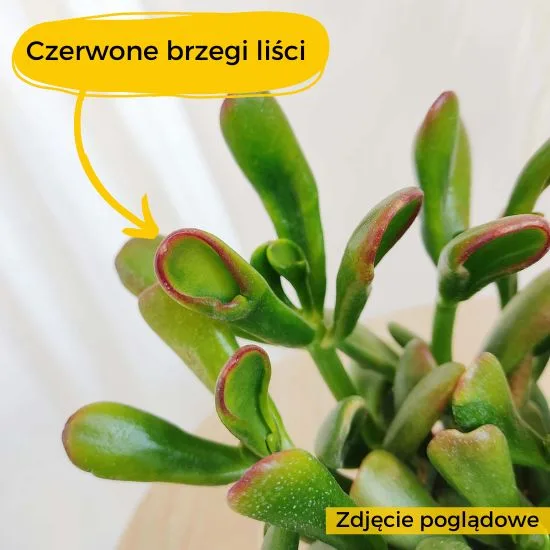 grubosz