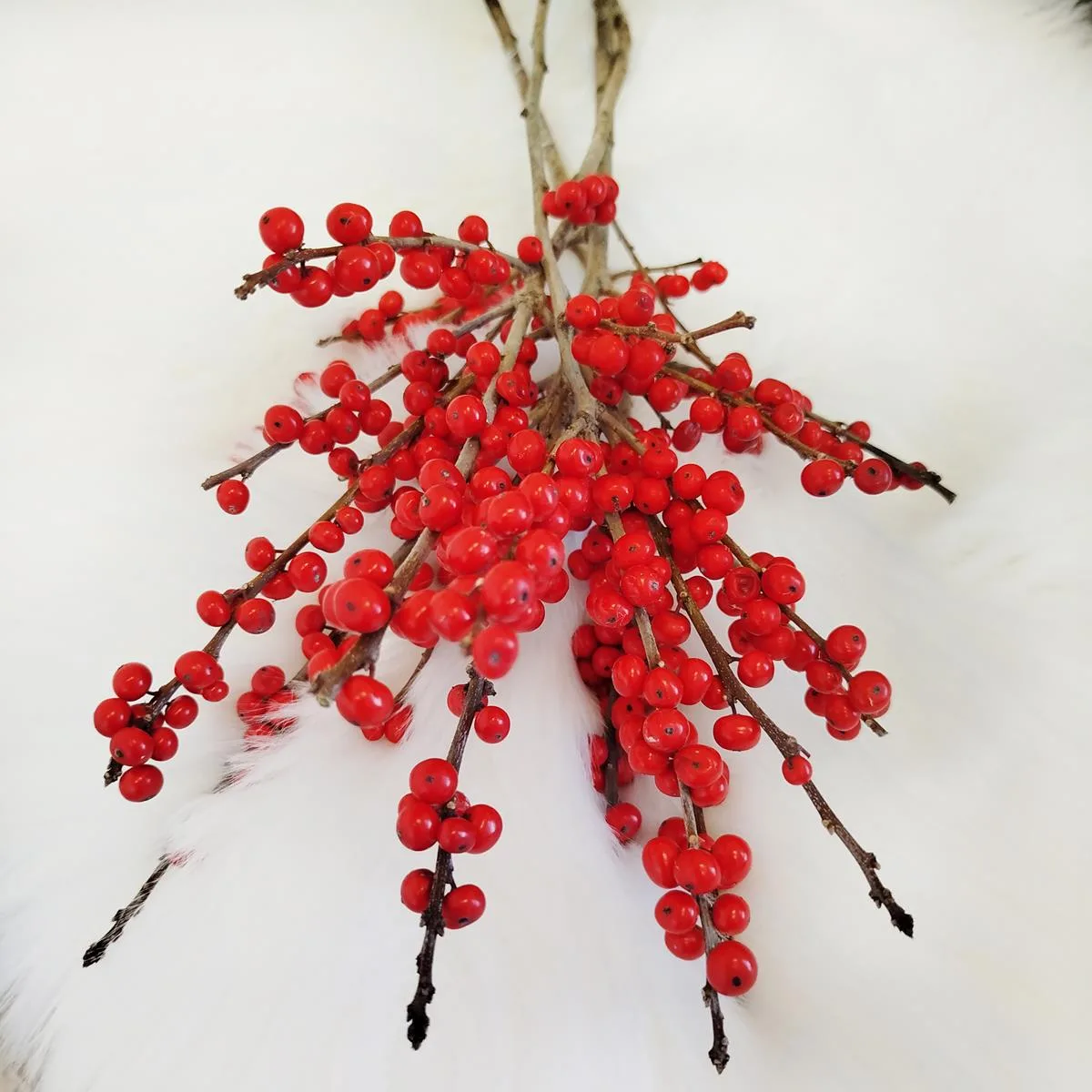 ilex czerwone kuleczki żywe