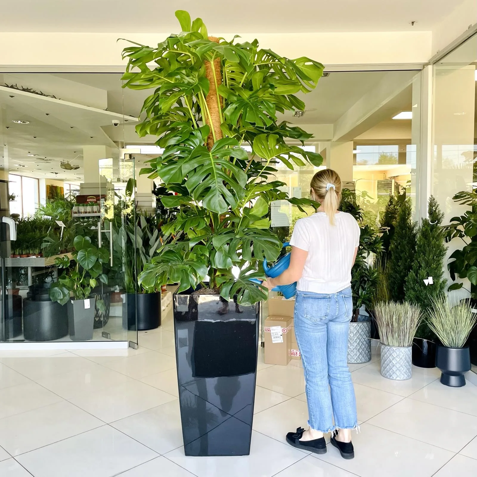 Monstera