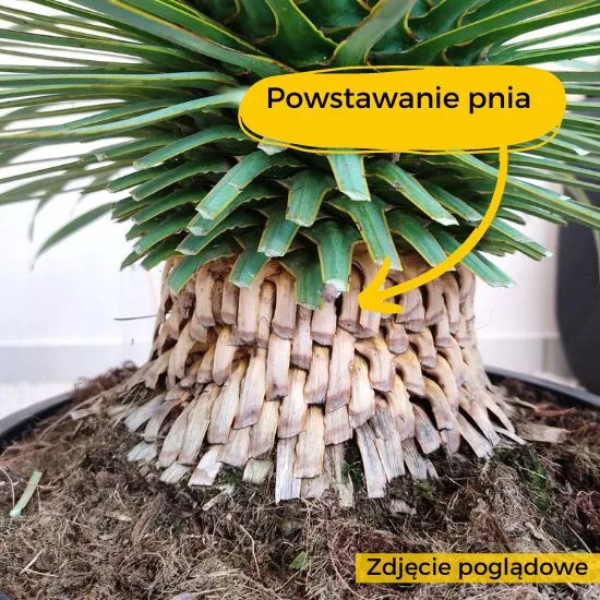 juka rostrata pień