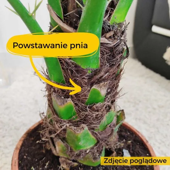 brzegi liści