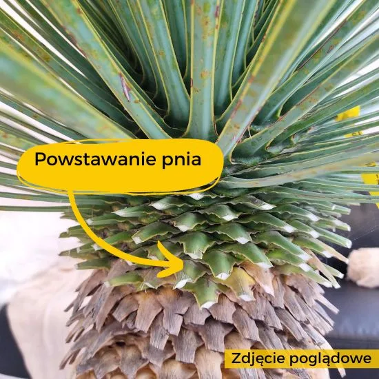 juka rostrata pień