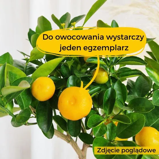CYTRYNA OWOCUJE ZIMĄ