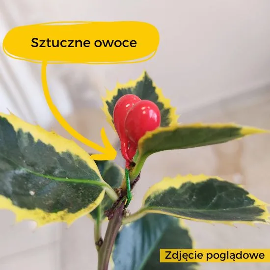 OSTROKRZEW SZTUCZNE OWOWCE