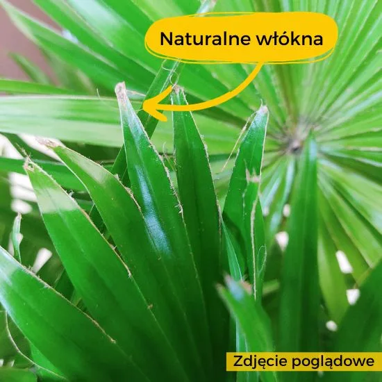 brzegi liści