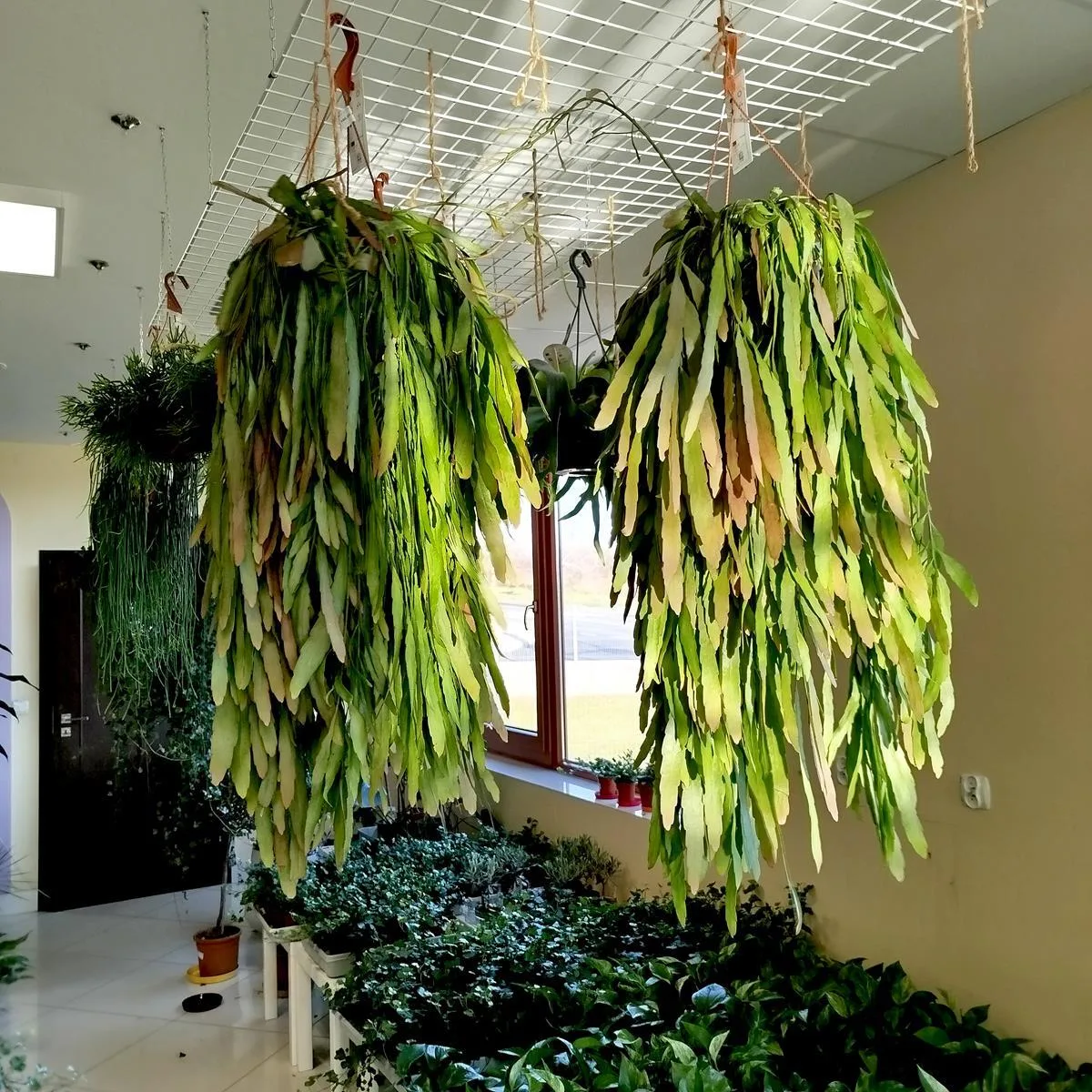 RHIPSALIS PATYCZAK