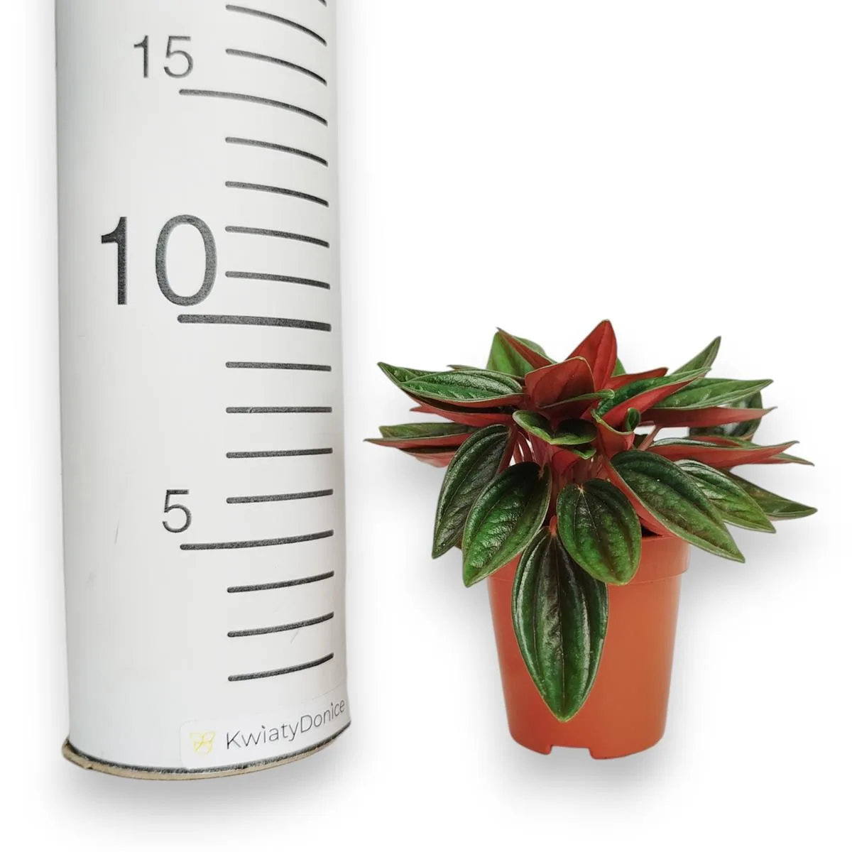 peperomia czerwona