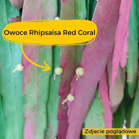rhipsalis