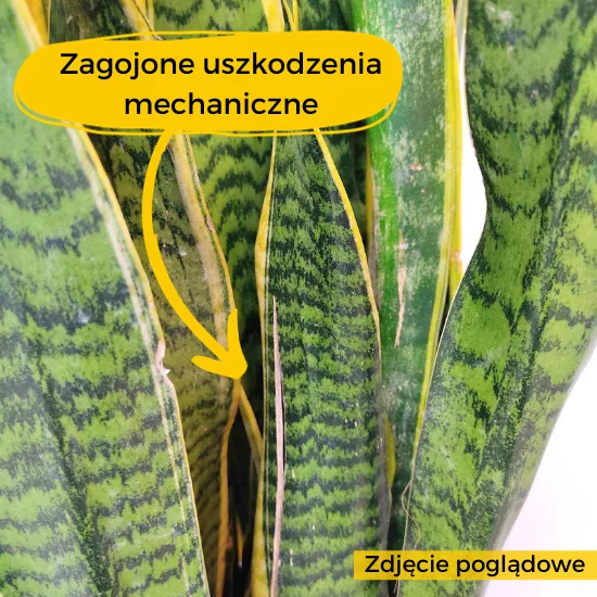 kropki na łodygach