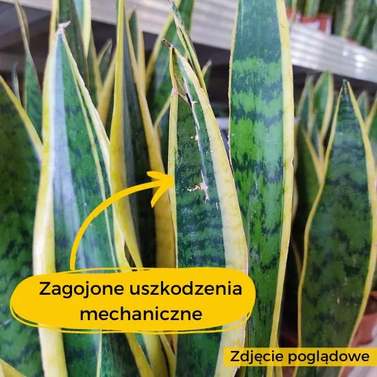 kropki na łodygach