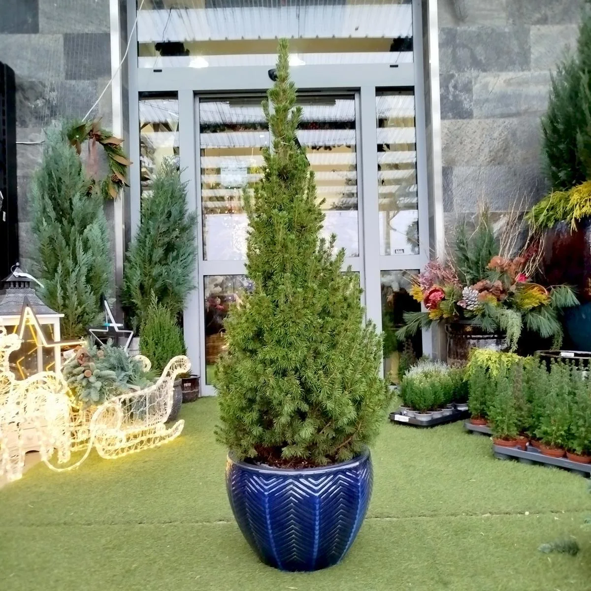 mała choinka