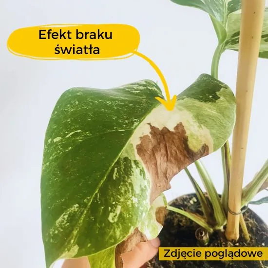 Monstera Variegata - brak światła