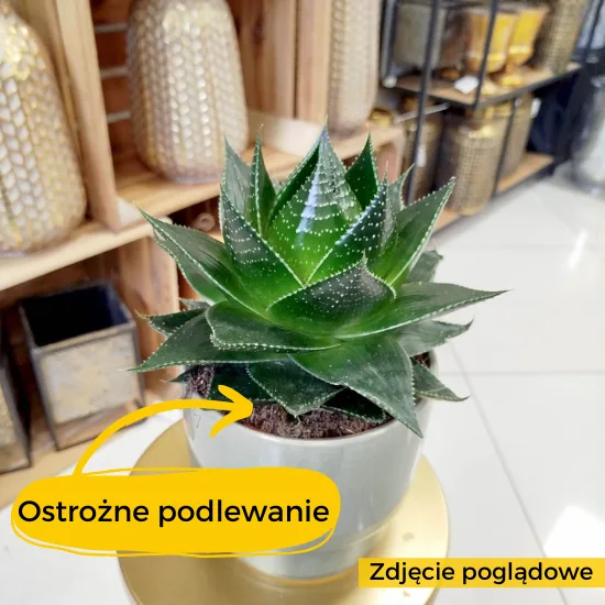 aloes cosmo