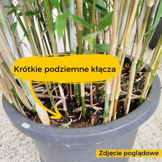 Bambus kępiasty
