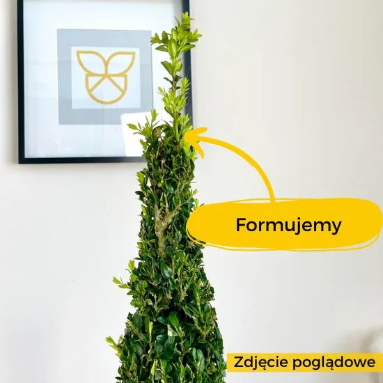 bukszpan