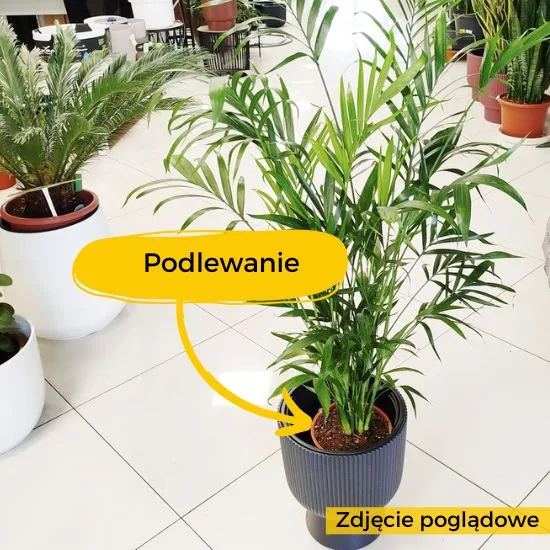 kropki na łodygach